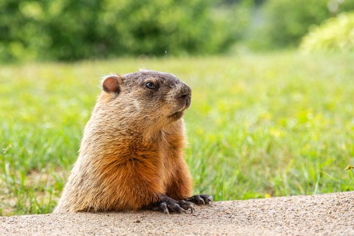 Groundhog Day 2021: Will Phil See His Shadow? | The Old Farmer's Almanac